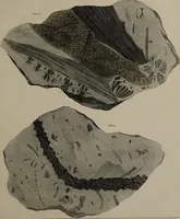 An illustration from A collection of geological facts and practical observations, intended to elucidate the formation of the Ashby Coal-field. In the parish of Ashby-de-la-Zouch and the neighbouring district; being the result of forty years' esperience and research / By Edward Mammatt. Illustrated by a map and profiles, coloured sections of the stratification and one hundred and two plates of vegetable fossils, after drewings taken from nature, by Robert Ironmonger. (1834)
