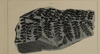 An illustration from A collection of geological facts and practical observations, intended to elucidate the formation of the Ashby Coal-field. In the parish of Ashby-de-la-Zouch and the neighbouring district; being the result of forty years' esperience and research / By Edward Mammatt. Illustrated by a map and profiles, coloured sections of the stratification and one hundred and two plates of vegetable fossils, after drewings taken from nature, by Robert Ironmonger. (1834)