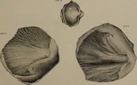 An illustration from A collection of geological facts and practical observations, intended to elucidate the formation of the Ashby Coal-field. In the parish of Ashby-de-la-Zouch and the neighbouring district; being the result of forty years' esperience and research / By Edward Mammatt. Illustrated by a map and profiles, coloured sections of the stratification and one hundred and two plates of vegetable fossils, after drewings taken from nature, by Robert Ironmonger. (1834)