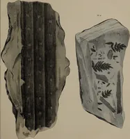 An illustration from A collection of geological facts and practical observations, intended to elucidate the formation of the Ashby Coal-field. In the parish of Ashby-de-la-Zouch and the neighbouring district; being the result of forty years' esperience and research / By Edward Mammatt. Illustrated by a map and profiles, coloured sections of the stratification and one hundred and two plates of vegetable fossils, after drewings taken from nature, by Robert Ironmonger. (1834)