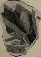 An illustration from A collection of geological facts and practical observations, intended to elucidate the formation of the Ashby Coal-field. In the parish of Ashby-de-la-Zouch and the neighbouring district; being the result of forty years' esperience and research / By Edward Mammatt. Illustrated by a map and profiles, coloured sections of the stratification and one hundred and two plates of vegetable fossils, after drewings taken from nature, by Robert Ironmonger. (1834)