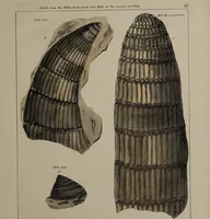 An illustration from A collection of geological facts and practical observations, intended to elucidate the formation of the Ashby Coal-field. In the parish of Ashby-de-la-Zouch and the neighbouring district; being the result of forty years' esperience and research / By Edward Mammatt. Illustrated by a map and profiles, coloured sections of the stratification and one hundred and two plates of vegetable fossils, after drewings taken from nature, by Robert Ironmonger. (1834)