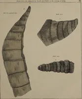 An illustration from A collection of geological facts and practical observations, intended to elucidate the formation of the Ashby Coal-field. In the parish of Ashby-de-la-Zouch and the neighbouring district; being the result of forty years' esperience and research / By Edward Mammatt. Illustrated by a map and profiles, coloured sections of the stratification and one hundred and two plates of vegetable fossils, after drewings taken from nature, by Robert Ironmonger. (1834)