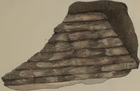 An illustration from A collection of geological facts and practical observations, intended to elucidate the formation of the Ashby Coal-field. In the parish of Ashby-de-la-Zouch and the neighbouring district; being the result of forty years' esperience and research / By Edward Mammatt. Illustrated by a map and profiles, coloured sections of the stratification and one hundred and two plates of vegetable fossils, after drewings taken from nature, by Robert Ironmonger. (1834)