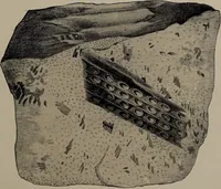 An illustration from A collection of geological facts and practical observations, intended to elucidate the formation of the Ashby Coal-field. In the parish of Ashby-de-la-Zouch and the neighbouring district; being the result of forty years' esperience and research / By Edward Mammatt. Illustrated by a map and profiles, coloured sections of the stratification and one hundred and two plates of vegetable fossils, after drewings taken from nature, by Robert Ironmonger. (1834)