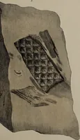 An illustration from A collection of geological facts and practical observations, intended to elucidate the formation of the Ashby Coal-field. In the parish of Ashby-de-la-Zouch and the neighbouring district; being the result of forty years' esperience and research / By Edward Mammatt. Illustrated by a map and profiles, coloured sections of the stratification and one hundred and two plates of vegetable fossils, after drewings taken from nature, by Robert Ironmonger. (1834)