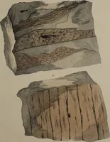 An illustration from A collection of geological facts and practical observations, intended to elucidate the formation of the Ashby Coal-field. In the parish of Ashby-de-la-Zouch and the neighbouring district; being the result of forty years' esperience and research / By Edward Mammatt. Illustrated by a map and profiles, coloured sections of the stratification and one hundred and two plates of vegetable fossils, after drewings taken from nature, by Robert Ironmonger. (1834)
