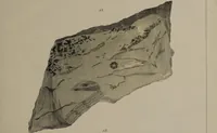 An illustration from A collection of geological facts and practical observations, intended to elucidate the formation of the Ashby Coal-field. In the parish of Ashby-de-la-Zouch and the neighbouring district; being the result of forty years' esperience and research / By Edward Mammatt. Illustrated by a map and profiles, coloured sections of the stratification and one hundred and two plates of vegetable fossils, after drewings taken from nature, by Robert Ironmonger. (1834)