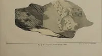 An illustration from A collection of geological facts and practical observations, intended to elucidate the formation of the Ashby Coal-field. In the parish of Ashby-de-la-Zouch and the neighbouring district; being the result of forty years' esperience and research / By Edward Mammatt. Illustrated by a map and profiles, coloured sections of the stratification and one hundred and two plates of vegetable fossils, after drewings taken from nature, by Robert Ironmonger. (1834)