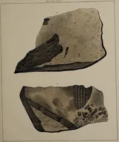 An illustration from A collection of geological facts and practical observations, intended to elucidate the formation of the Ashby Coal-field. In the parish of Ashby-de-la-Zouch and the neighbouring district; being the result of forty years' esperience and research / By Edward Mammatt. Illustrated by a map and profiles, coloured sections of the stratification and one hundred and two plates of vegetable fossils, after drewings taken from nature, by Robert Ironmonger. (1834)