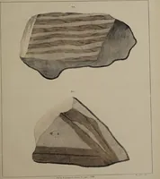 An illustration from A collection of geological facts and practical observations, intended to elucidate the formation of the Ashby Coal-field. In the parish of Ashby-de-la-Zouch and the neighbouring district; being the result of forty years' esperience and research / By Edward Mammatt. Illustrated by a map and profiles, coloured sections of the stratification and one hundred and two plates of vegetable fossils, after drewings taken from nature, by Robert Ironmonger. (1834)