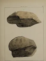 An illustration from A collection of geological facts and practical observations, intended to elucidate the formation of the Ashby Coal-field. In the parish of Ashby-de-la-Zouch and the neighbouring district; being the result of forty years' esperience and research / By Edward Mammatt. Illustrated by a map and profiles, coloured sections of the stratification and one hundred and two plates of vegetable fossils, after drewings taken from nature, by Robert Ironmonger. (1834)