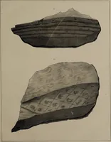 An illustration from A collection of geological facts and practical observations, intended to elucidate the formation of the Ashby Coal-field. In the parish of Ashby-de-la-Zouch and the neighbouring district; being the result of forty years' esperience and research / By Edward Mammatt. Illustrated by a map and profiles, coloured sections of the stratification and one hundred and two plates of vegetable fossils, after drewings taken from nature, by Robert Ironmonger. (1834)