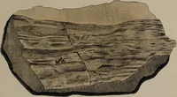 An illustration from A collection of geological facts and practical observations, intended to elucidate the formation of the Ashby Coal-field. In the parish of Ashby-de-la-Zouch and the neighbouring district; being the result of forty years' esperience and research / By Edward Mammatt. Illustrated by a map and profiles, coloured sections of the stratification and one hundred and two plates of vegetable fossils, after drewings taken from nature, by Robert Ironmonger. (1834)