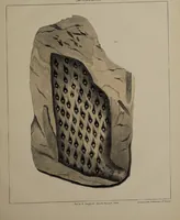 Picture 101 of 112 from A collection of geological facts and practical observations, intended to elucidate the formation of the Ashby Coal-field. In the parish of Ashby-de-la-Zouch and the neighbouring district; being the result of forty years' esperience and research / By Edward Mammatt. Illustrated by a map and profiles, coloured sections of the stratification and one hundred and two plates of vegetable fossils, after drewings taken from nature, by Robert Ironmonger. (1834), leaf 357