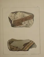 An illustration from A collection of geological facts and practical observations, intended to elucidate the formation of the Ashby Coal-field. In the parish of Ashby-de-la-Zouch and the neighbouring district; being the result of forty years' esperience and research / By Edward Mammatt. Illustrated by a map and profiles, coloured sections of the stratification and one hundred and two plates of vegetable fossils, after drewings taken from nature, by Robert Ironmonger. (1834)