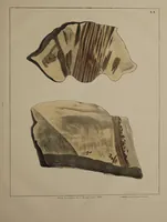 An illustration from A collection of geological facts and practical observations, intended to elucidate the formation of the Ashby Coal-field. In the parish of Ashby-de-la-Zouch and the neighbouring district; being the result of forty years' esperience and research / By Edward Mammatt. Illustrated by a map and profiles, coloured sections of the stratification and one hundred and two plates of vegetable fossils, after drewings taken from nature, by Robert Ironmonger. (1834)