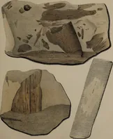An illustration from A collection of geological facts and practical observations, intended to elucidate the formation of the Ashby Coal-field. In the parish of Ashby-de-la-Zouch and the neighbouring district; being the result of forty years' esperience and research / By Edward Mammatt. Illustrated by a map and profiles, coloured sections of the stratification and one hundred and two plates of vegetable fossils, after drewings taken from nature, by Robert Ironmonger. (1834)