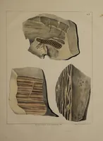 An illustration from A collection of geological facts and practical observations, intended to elucidate the formation of the Ashby Coal-field. In the parish of Ashby-de-la-Zouch and the neighbouring district; being the result of forty years' esperience and research / By Edward Mammatt. Illustrated by a map and profiles, coloured sections of the stratification and one hundred and two plates of vegetable fossils, after drewings taken from nature, by Robert Ironmonger. (1834)