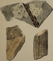 An illustration from A collection of geological facts and practical observations, intended to elucidate the formation of the Ashby Coal-field. In the parish of Ashby-de-la-Zouch and the neighbouring district; being the result of forty years' esperience and research / By Edward Mammatt. Illustrated by a map and profiles, coloured sections of the stratification and one hundred and two plates of vegetable fossils, after drewings taken from nature, by Robert Ironmonger. (1834)