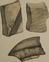 An illustration from A collection of geological facts and practical observations, intended to elucidate the formation of the Ashby Coal-field. In the parish of Ashby-de-la-Zouch and the neighbouring district; being the result of forty years' esperience and research / By Edward Mammatt. Illustrated by a map and profiles, coloured sections of the stratification and one hundred and two plates of vegetable fossils, after drewings taken from nature, by Robert Ironmonger. (1834)