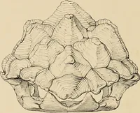 An illustration from A monograph of the Testudinata / [Thomas Bell]. (1832)