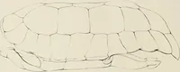 An illustration from A monograph of the Testudinata / [Thomas Bell]. (1832)