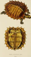 An illustration from A monograph of the Testudinata / [Thomas Bell]. (1832)
