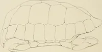 An illustration from A monograph of the Testudinata / [Thomas Bell]. (1832)