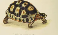 An illustration from A monograph of the Testudinata / [Thomas Bell]. (1832)