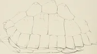 An illustration from A monograph of the Testudinata / [Thomas Bell]. (1832)