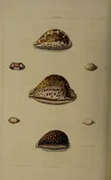 Picture 25 of 54 from Conchology, or the natural history of shells: containing a new arrangement of the genera and species. Illustrated by coloured engravings executed from the natural specimens, and including the latest discoveries / By George Perry. (1811), leaf 102