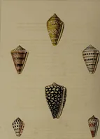 An illustration from Conchology, or the natural history of shells: containing a new arrangement of the genera and species. Illustrated by coloured engravings executed from the natural specimens, and including the latest discoveries / By George Perry. (1811)