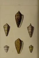 Picture 27 of 54 from Conchology, or the natural history of shells: containing a new arrangement of the genera and species. Illustrated by coloured engravings executed from the natural specimens, and including the latest discoveries / By George Perry. (1811), leaf 110
