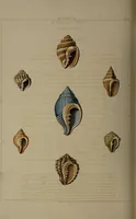 Picture 29 of 54 from Conchology, or the natural history of shells: containing a new arrangement of the genera and species. Illustrated by coloured engravings executed from the natural specimens, and including the latest discoveries / By George Perry. (1811), leaf 118