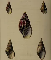 Picture 30 of 54 from Conchology, or the natural history of shells: containing a new arrangement of the genera and species. Illustrated by coloured engravings executed from the natural specimens, and including the latest discoveries / By George Perry. (1811), leaf 130