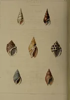 Picture 31 of 54 from Conchology, or the natural history of shells: containing a new arrangement of the genera and species. Illustrated by coloured engravings executed from the natural specimens, and including the latest discoveries / By George Perry. (1811), leaf 134