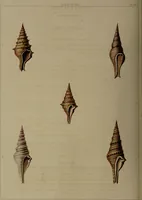 Picture 32 of 54 from Conchology, or the natural history of shells: containing a new arrangement of the genera and species. Illustrated by coloured engravings executed from the natural specimens, and including the latest discoveries / By George Perry. (1811), leaf 138