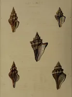 Picture 2 of 54 from Conchology, or the natural history of shells: containing a new arrangement of the genera and species. Illustrated by coloured engravings executed from the natural specimens, and including the latest discoveries / By George Perry. (1811), leaf 14