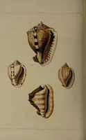 Picture 33 of 54 from Conchology, or the natural history of shells: containing a new arrangement of the genera and species. Illustrated by coloured engravings executed from the natural specimens, and including the latest discoveries / By George Perry. (1811), leaf 142