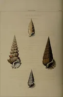 Picture 34 of 54 from Conchology, or the natural history of shells: containing a new arrangement of the genera and species. Illustrated by coloured engravings executed from the natural specimens, and including the latest discoveries / By George Perry. (1811), leaf 150