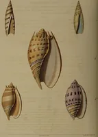Picture 35 of 54 from Conchology, or the natural history of shells: containing a new arrangement of the genera and species. Illustrated by coloured engravings executed from the natural specimens, and including the latest discoveries / By George Perry. (1811), leaf 158