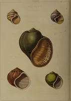 Picture 36 of 54 from Conchology, or the natural history of shells: containing a new arrangement of the genera and species. Illustrated by coloured engravings executed from the natural specimens, and including the latest discoveries / By George Perry. (1811), leaf 162