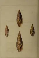 Picture 37 of 54 from Conchology, or the natural history of shells: containing a new arrangement of the genera and species. Illustrated by coloured engravings executed from the natural specimens, and including the latest discoveries / By George Perry. (1811), leaf 166