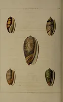 Picture 38 of 54 from Conchology, or the natural history of shells: containing a new arrangement of the genera and species. Illustrated by coloured engravings executed from the natural specimens, and including the latest discoveries / By George Perry. (1811), leaf 174