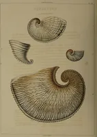 An illustration from Conchology, or the natural history of shells: containing a new arrangement of the genera and species. Illustrated by coloured engravings executed from the natural specimens, and including the latest discoveries / By George Perry. (1811)