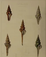 Picture 3 of 54 from Conchology, or the natural history of shells: containing a new arrangement of the genera and species. Illustrated by coloured engravings executed from the natural specimens, and including the latest discoveries / By George Perry. (1811), leaf 18
