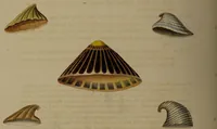 Picture 40 of 54 from Conchology, or the natural history of shells: containing a new arrangement of the genera and species. Illustrated by coloured engravings executed from the natural specimens, and including the latest discoveries / By George Perry. (1811), leaf 182