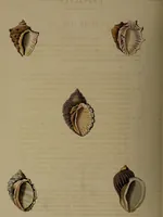 Picture 41 of 54 from Conchology, or the natural history of shells: containing a new arrangement of the genera and species. Illustrated by coloured engravings executed from the natural specimens, and including the latest discoveries / By George Perry. (1811), leaf 186