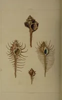 An illustration from Conchology, or the natural history of shells: containing a new arrangement of the genera and species. Illustrated by coloured engravings executed from the natural specimens, and including the latest discoveries / By George Perry. (1811)